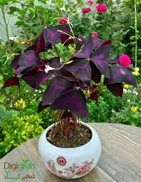 دانلود آهنگ عروس زمانوی نگینه امانقلوا